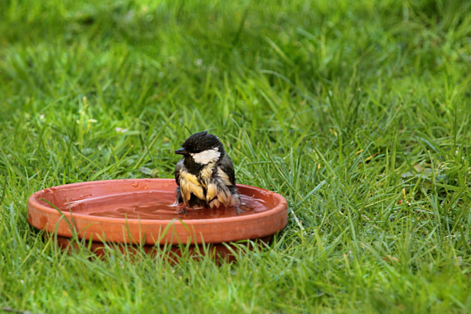 Canon EOS 550D (EOS Rebel T2i / EOS Kiss X4) sample photo. Animal, bird, tit photography