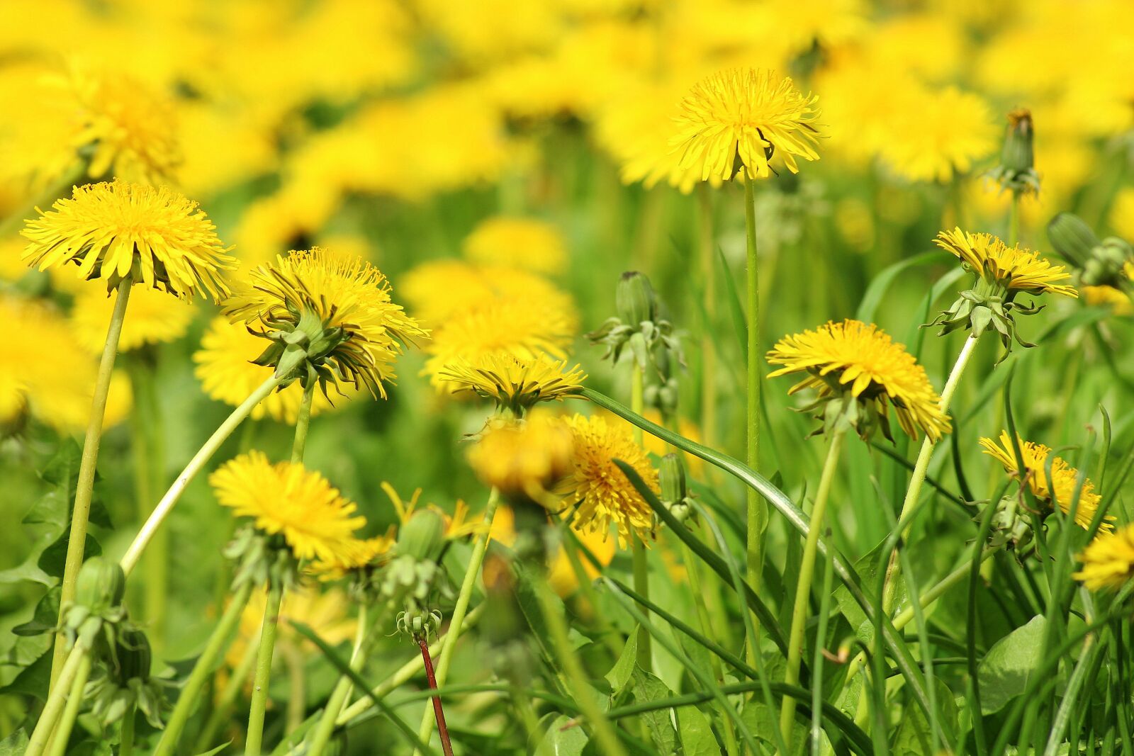 Canon EOS 1200D (EOS Rebel T5 / EOS Kiss X70 / EOS Hi) sample photo. Dandelion, spring, meadow photography