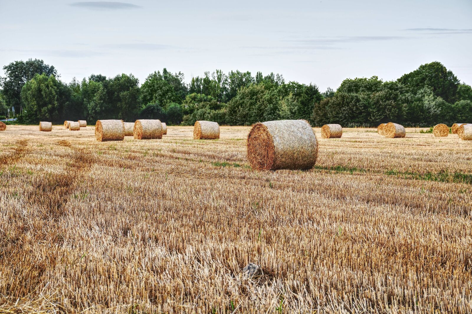 Nikon D7500 sample photo. Straw, field, summer photography