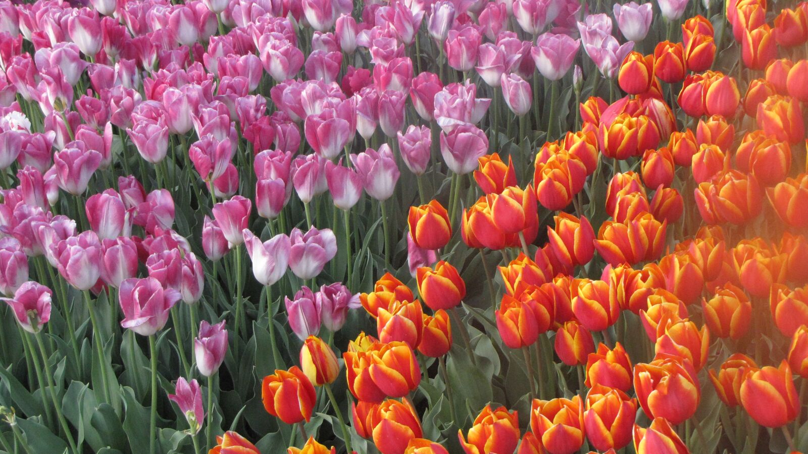 Canon PowerShot SX10 IS sample photo. Tulipanes, primavera, flores photography