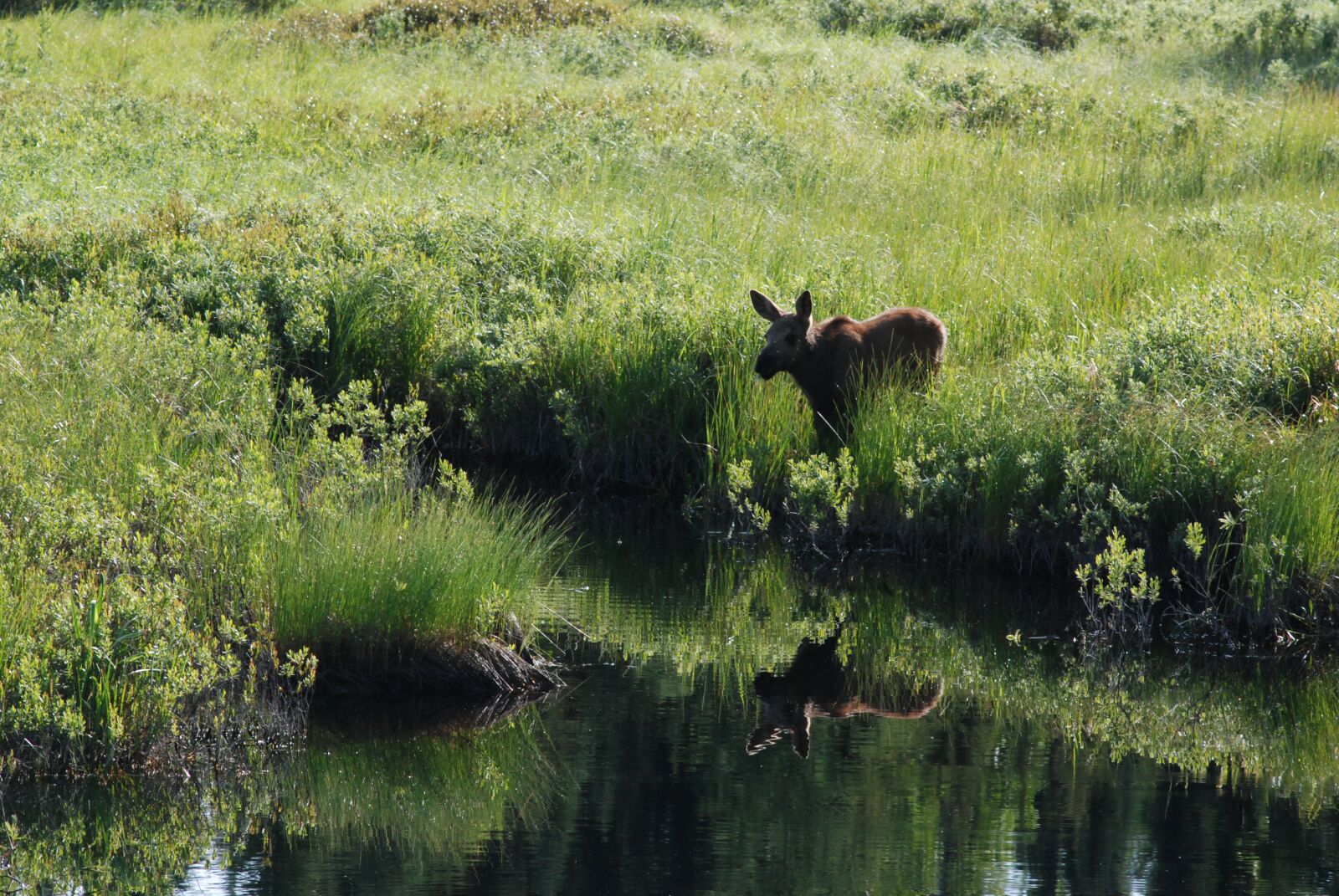 Nikon D80 sample photo. Reflection, scenic, wallpapper photography