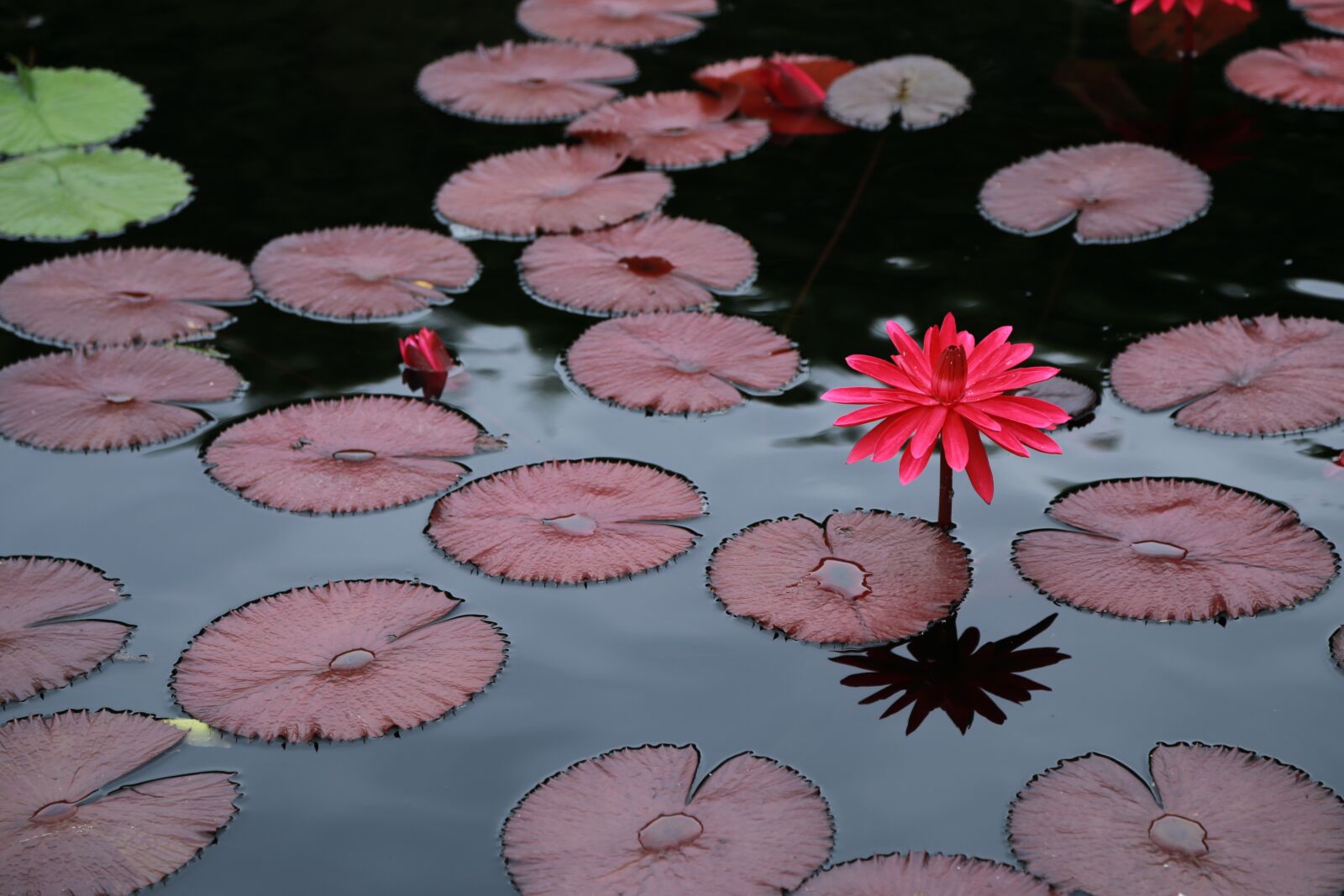 Canon EOS 6D + Canon EF 24-105mm F4L IS USM sample photo. Lotus, kite, water lilies photography