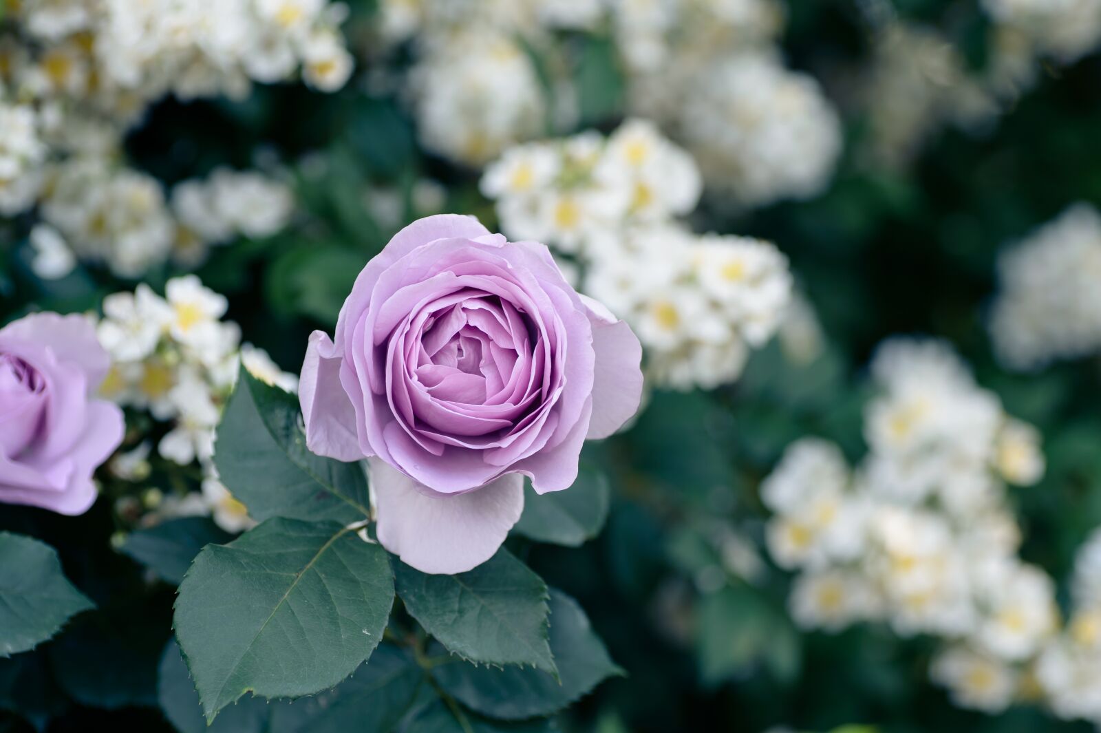 Nikon Df sample photo. Natural, plant, rose photography