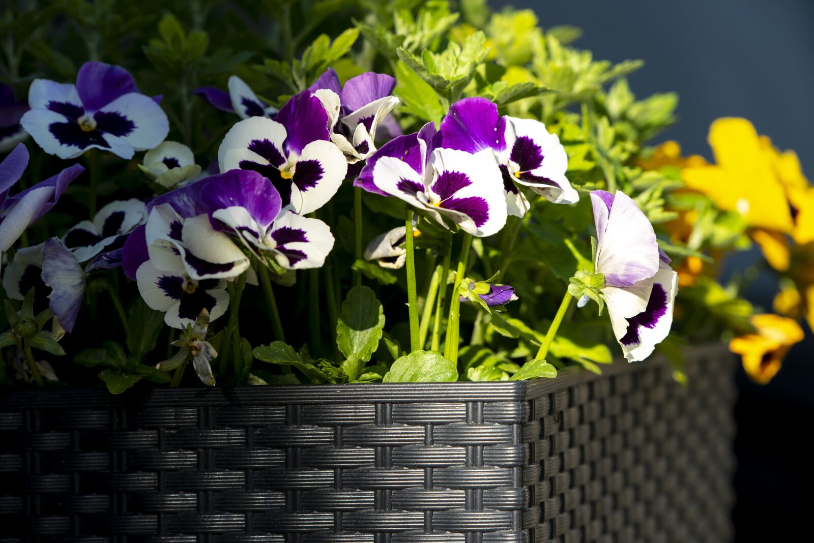 Nikon D800 sample photo. Flowers, flowers in sunset photography