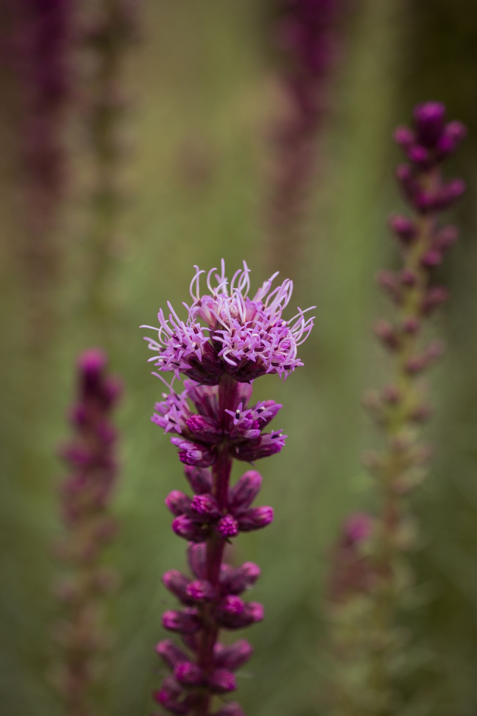 Canon EOS 70D sample photo. Liatris spicata, splendor notch photography