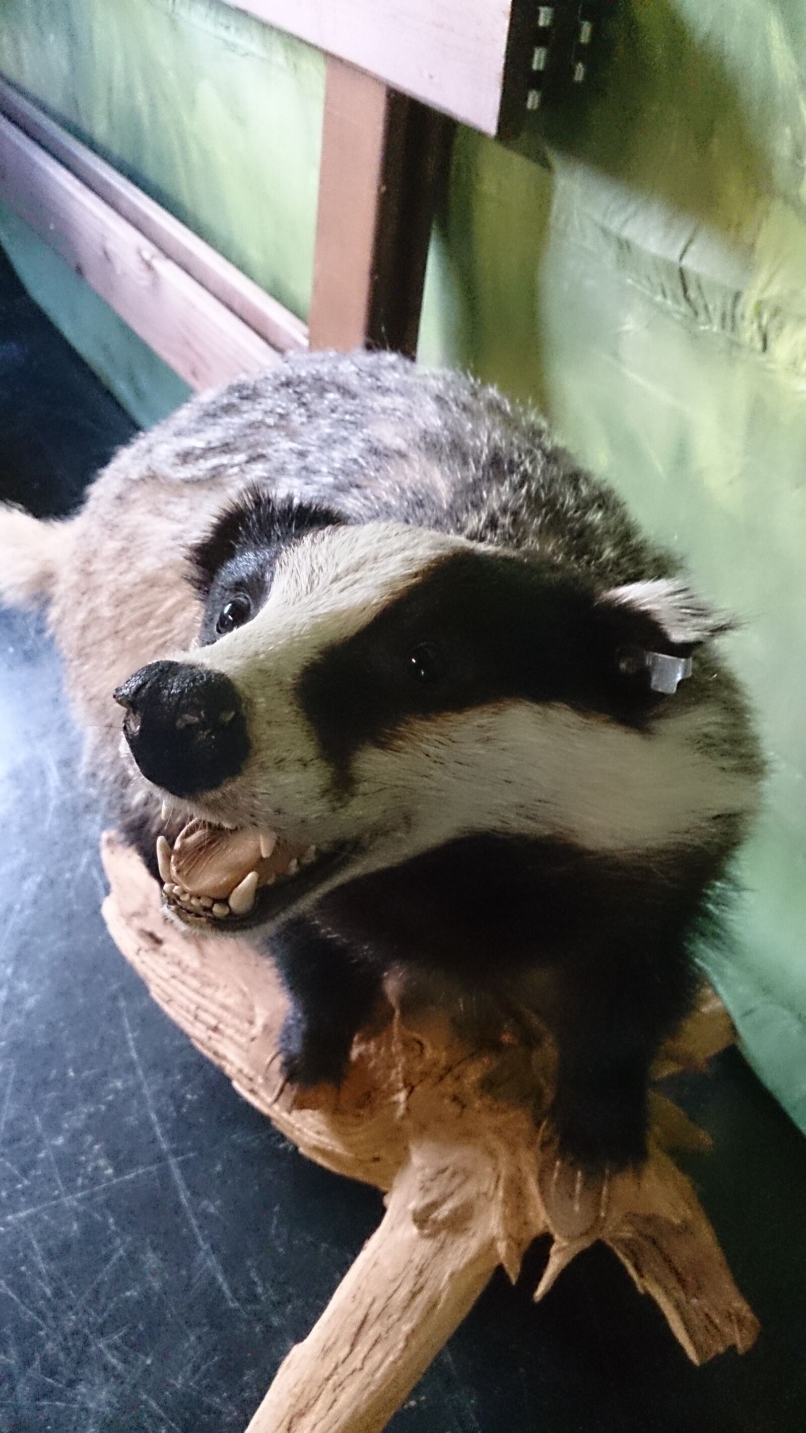 Sony Xperia Z sample photo. Badger, museum, stuffed, animal photography