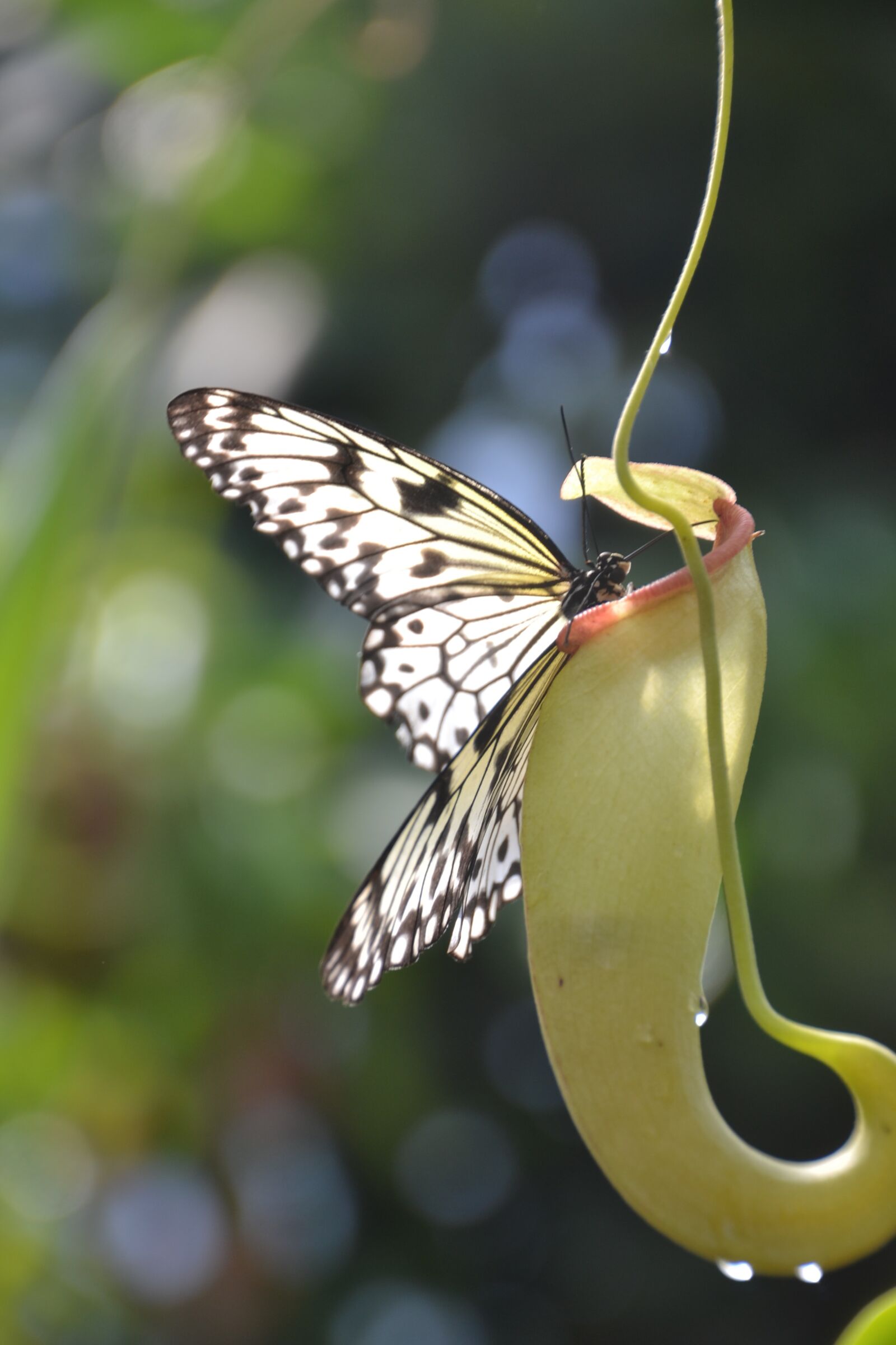 Nikon D3100 sample photo. Butterfly, white, nature photography