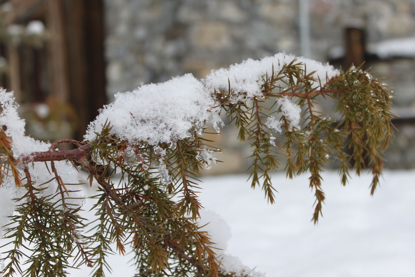 Canon EOS 500D (EOS Rebel T1i / EOS Kiss X3) sample photo. Coniferous, tree, snow photography