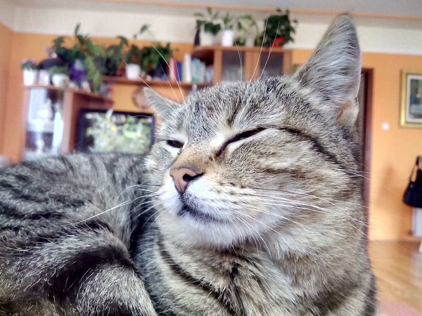 InFocus M808 sample photo. Lazy, cat, animal photography