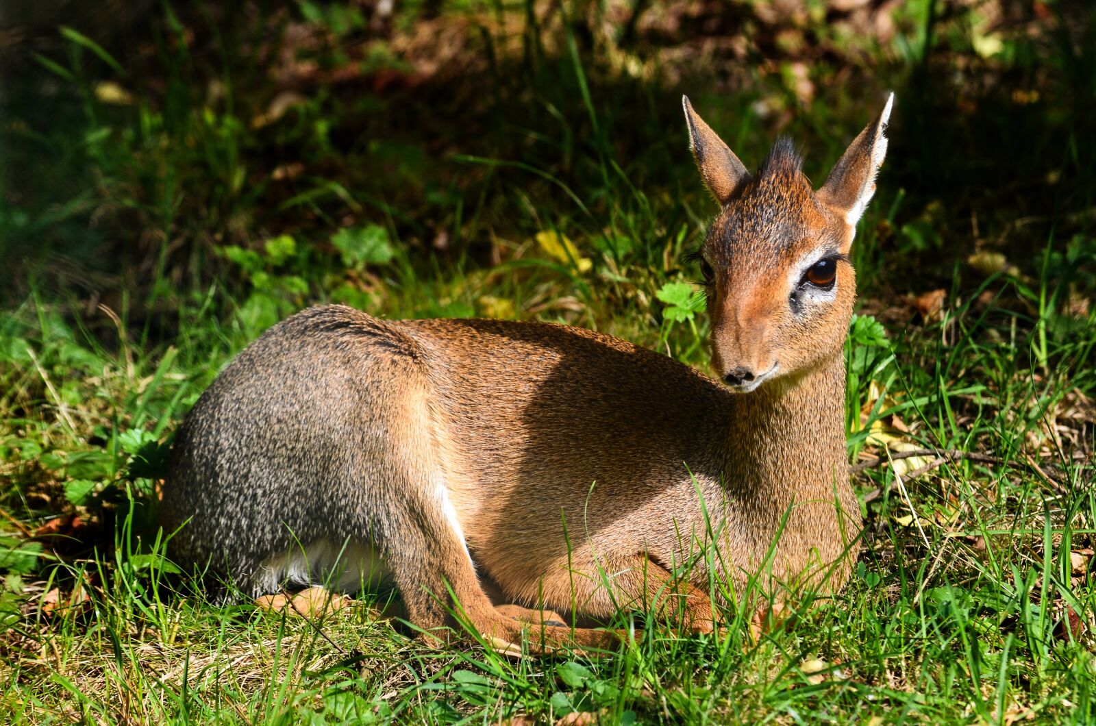 Nikon D5100 sample photo. Nature, mammal, animal world photography