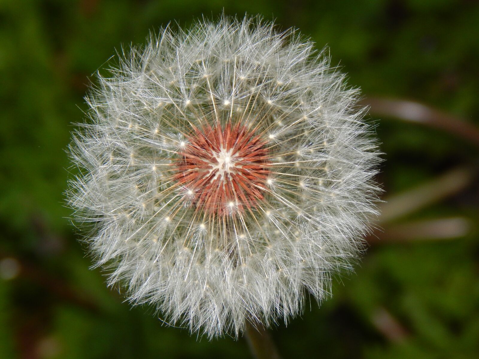 Nikon Coolpix L830 sample photo. Dandelion, flower, nature photography