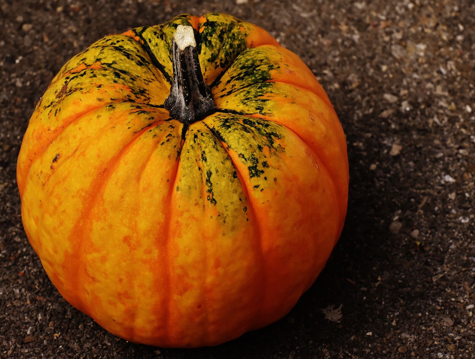 Nikon D7200 sample photo. Pumpkins, decorative squashes, nature photography