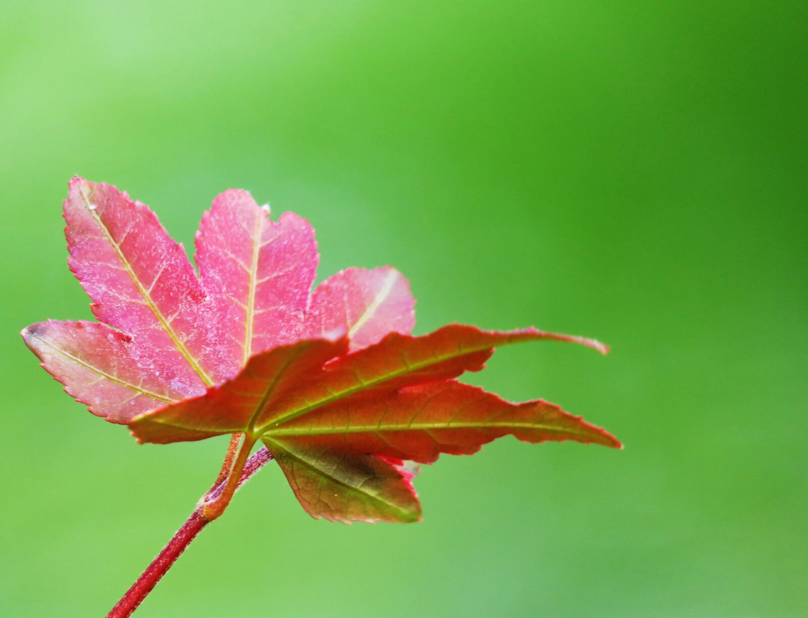 Canon PowerShot G3 X sample photo. Leaf, nature, plant photography