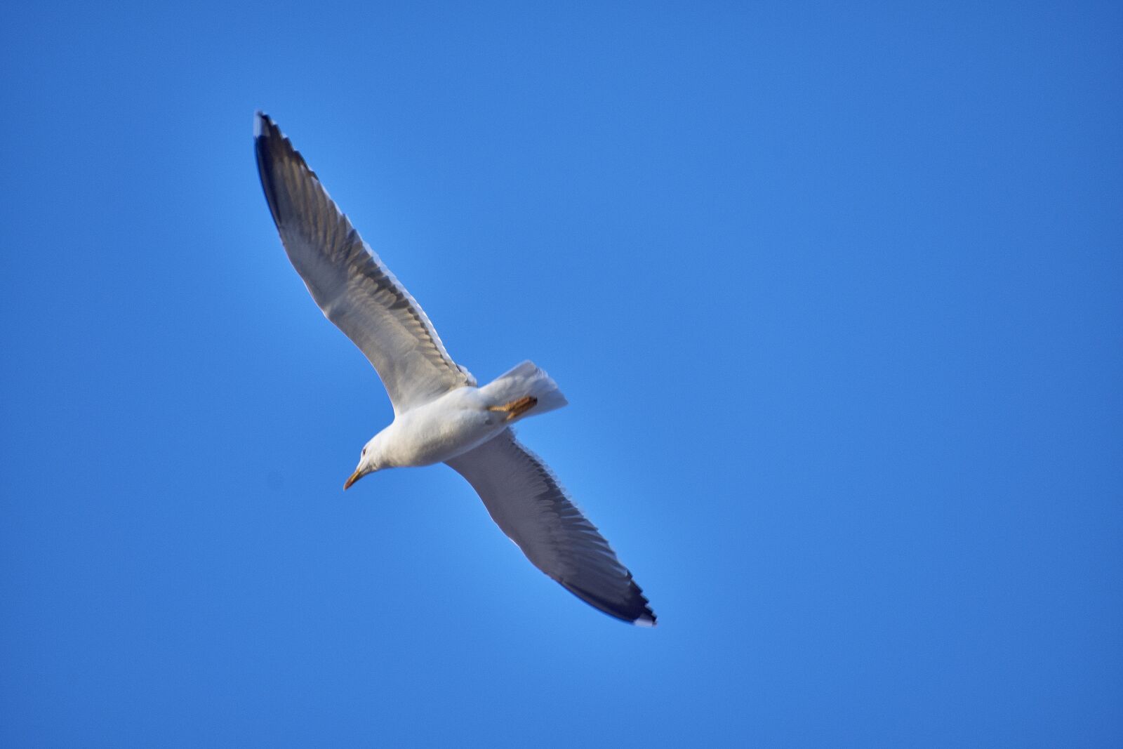 Nikon D7200 sample photo. Seagull, feathers, pen photography