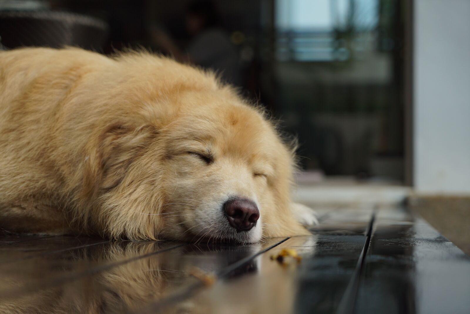 Sony a7S sample photo. Dog, canine, mammal photography