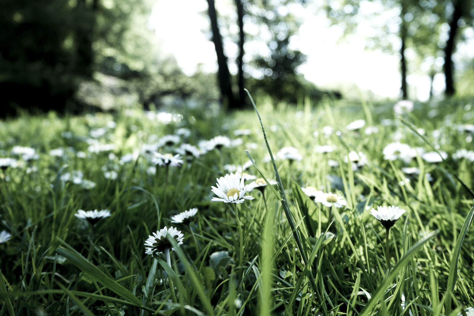 Olympus OM-D E-M10 II sample photo. Blooming, blossom, blur, close photography