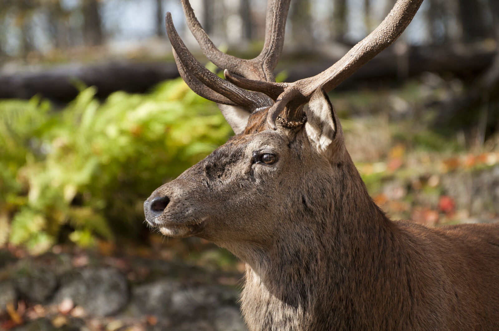 Nikon AF-S Nikkor 70-300mm F4.5-5.6G VR sample photo. Antlers, canada, deer, fall photography
