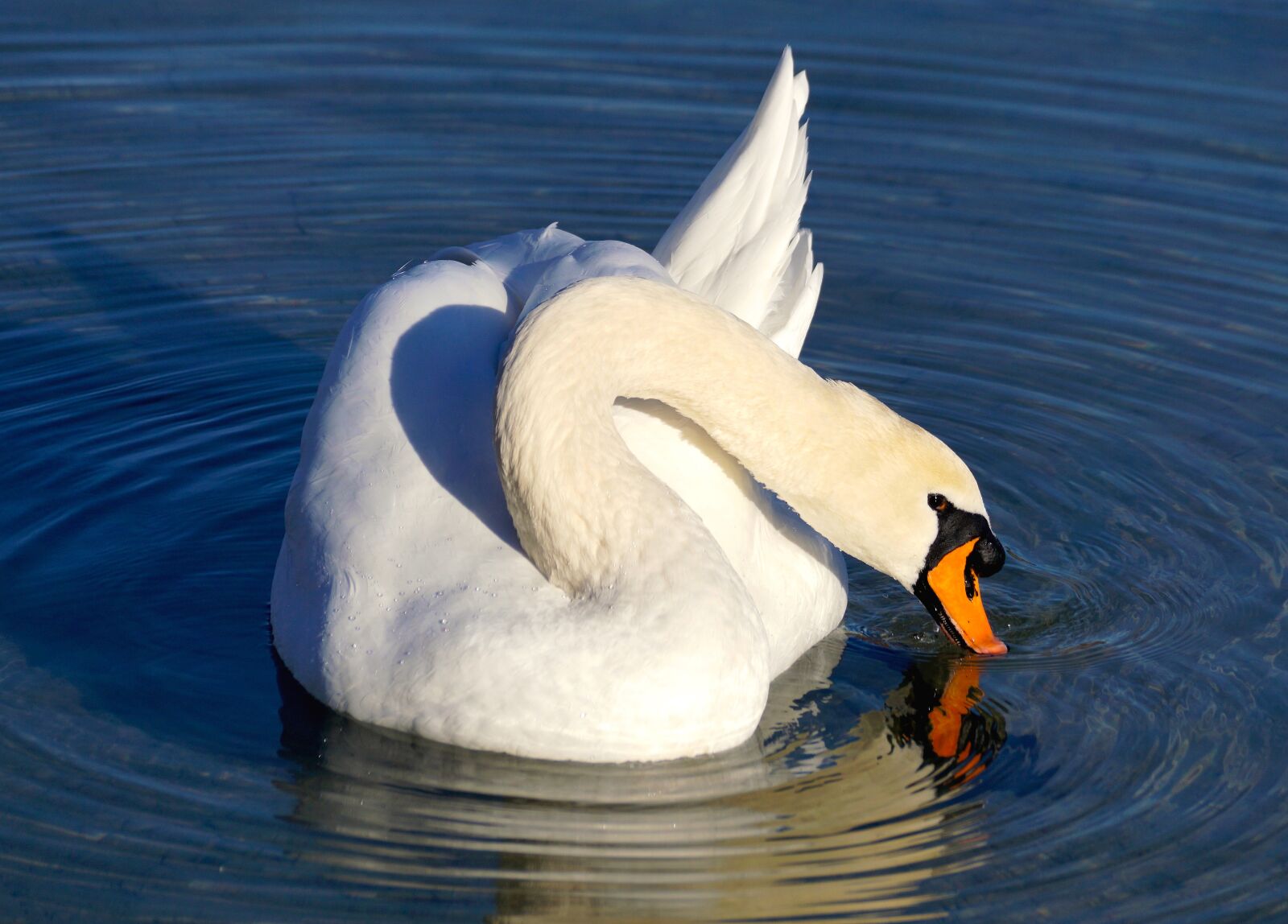 Sony DT 55-300mm F4.5-5.6 SAM sample photo. Swan, white, water photography