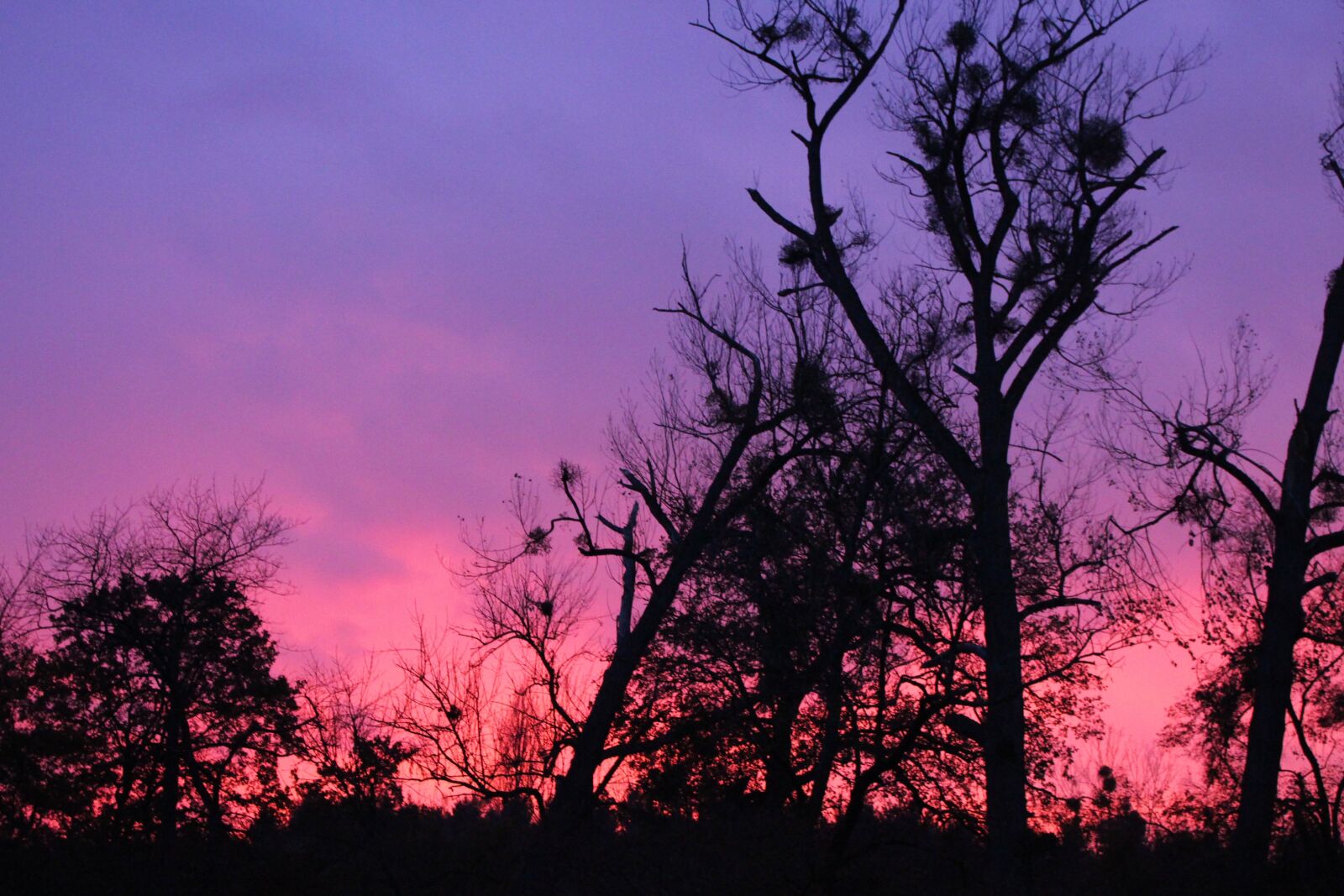 Canon EOS 700D (EOS Rebel T5i / EOS Kiss X7i) sample photo. Sunset, trees, landscape photography