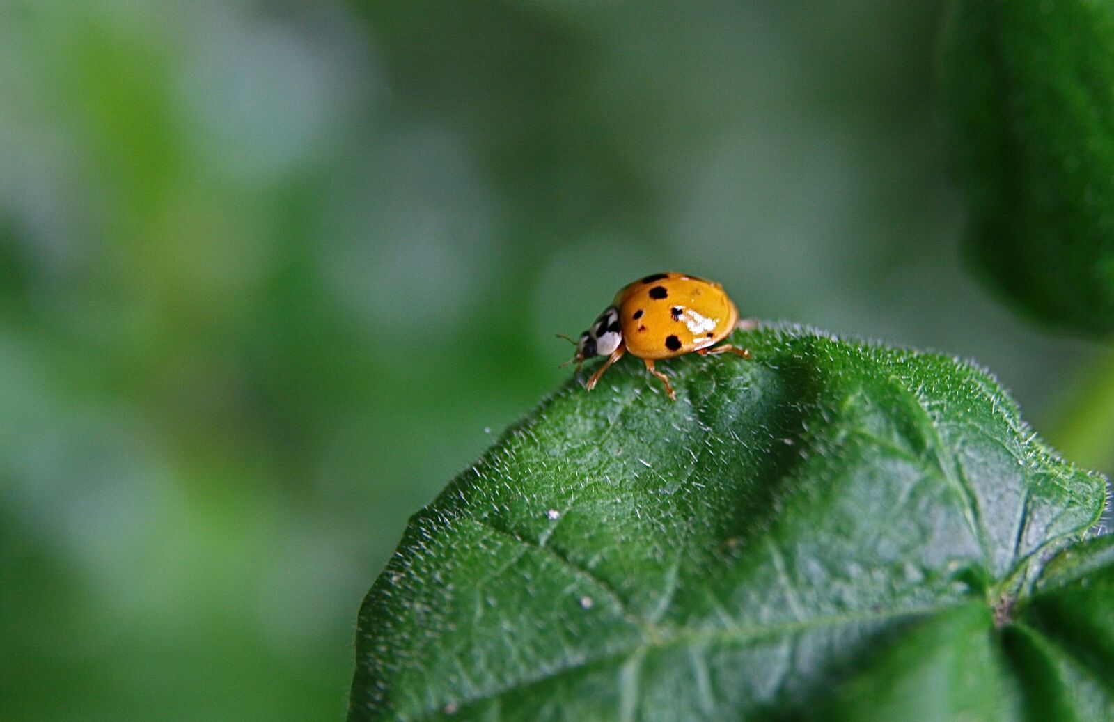 Canon EOS 400D (EOS Digital Rebel XTi / EOS Kiss Digital X) sample photo. Insect, ladybug, beetle photography