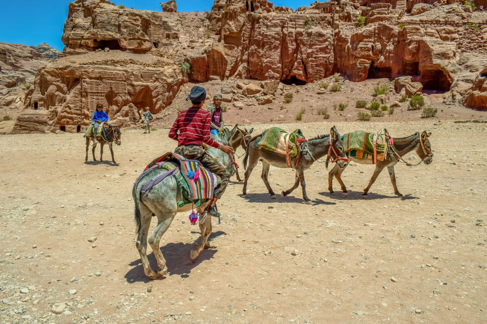Nikon D3300 sample photo. Donkeys, transportation, animals photography