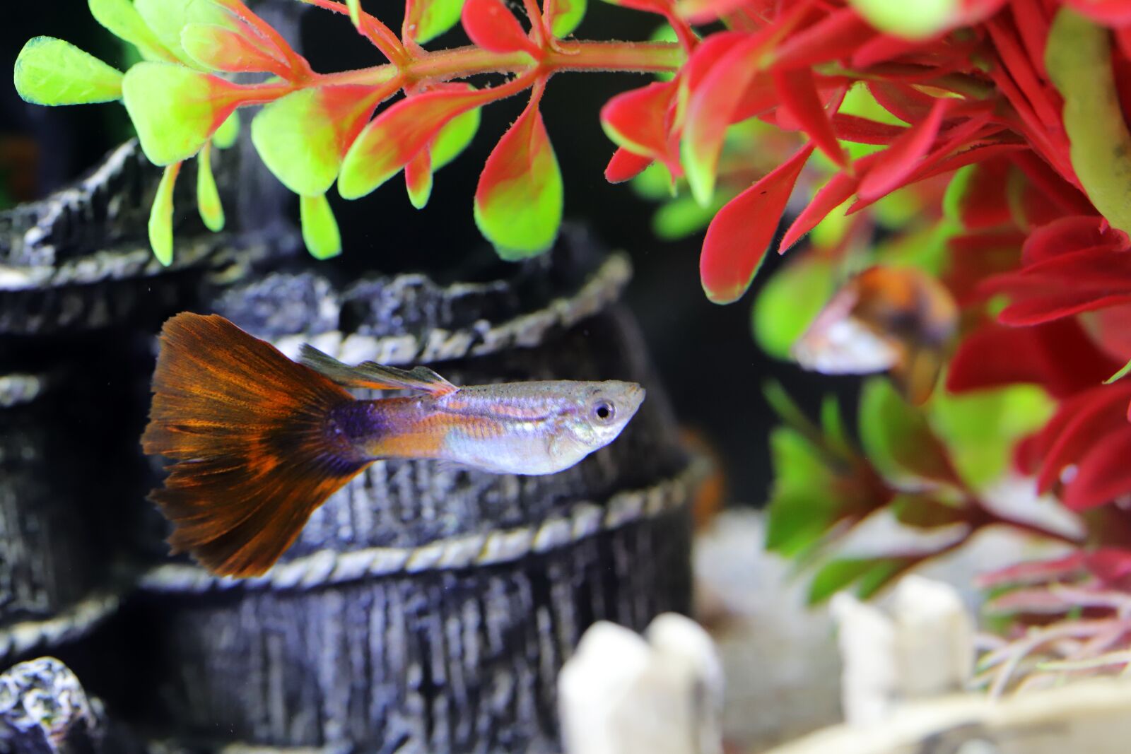 Canon EOS 6D Mark II sample photo. Goofy, tropical fish, fish photography