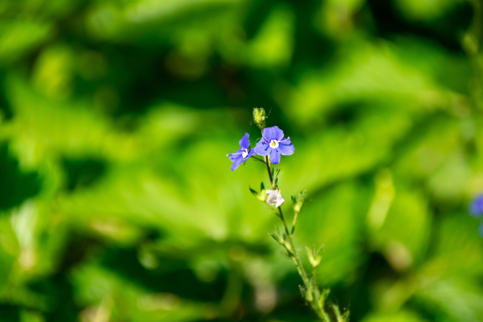 Nikon D3400 sample photo. Blossom, bloom, blue photography