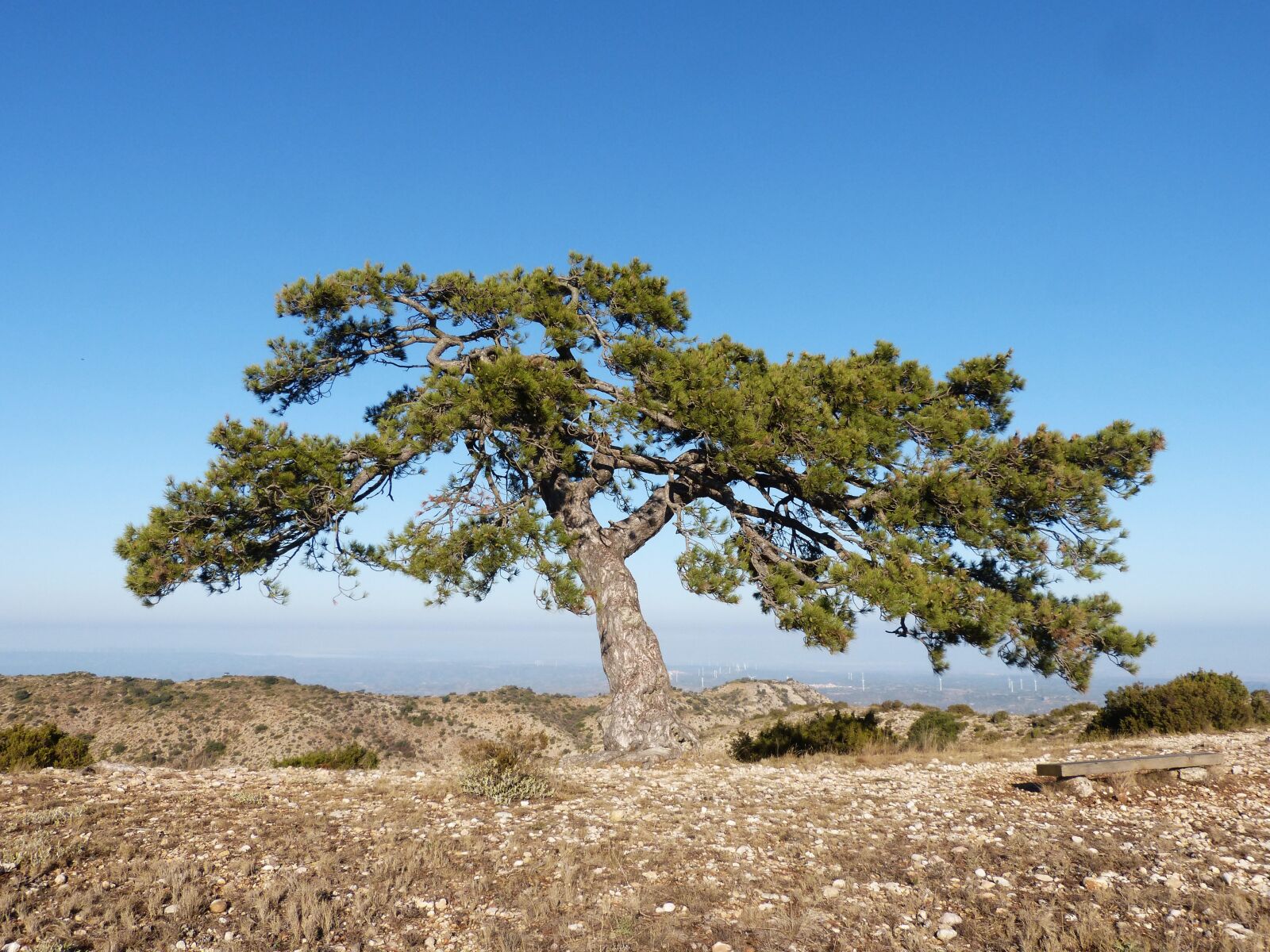 Panasonic DMC-FZ62 sample photo. Singular tree, pine, montsant photography