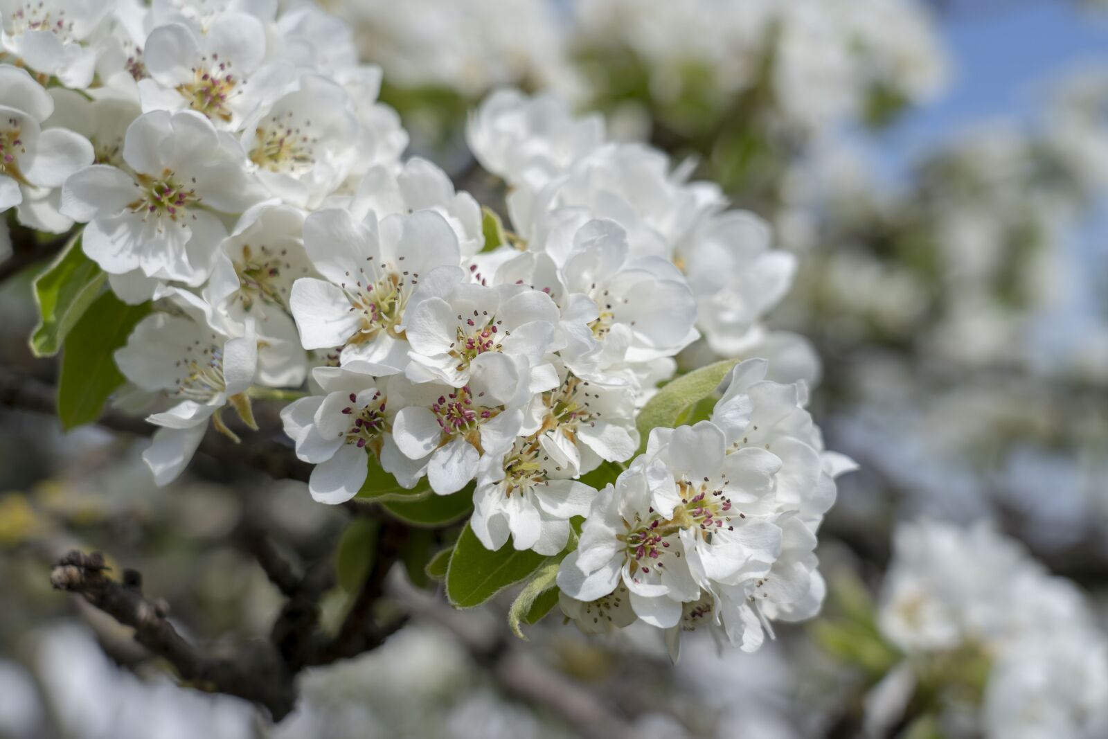 Sony FE 24-105mm F4 G OSS sample photo. Spring, flower, flowers photography