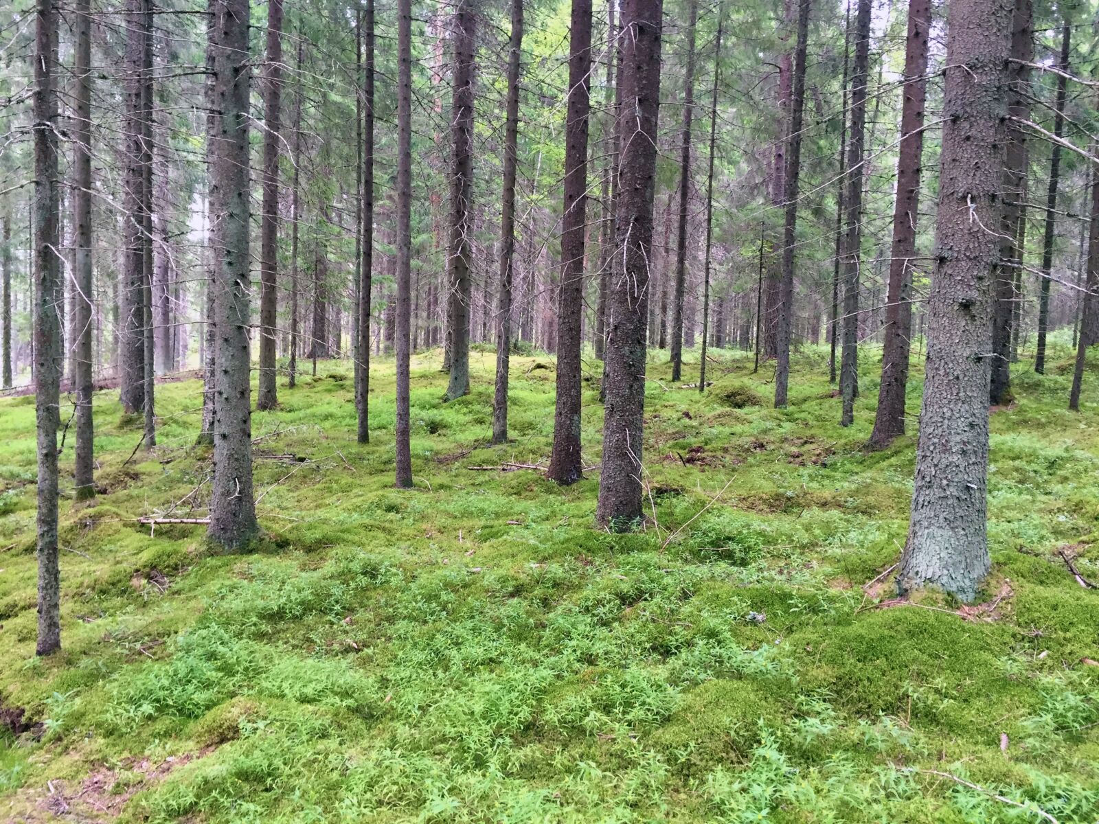 Apple iPhone 6 sample photo. Tree, forest, nature photography