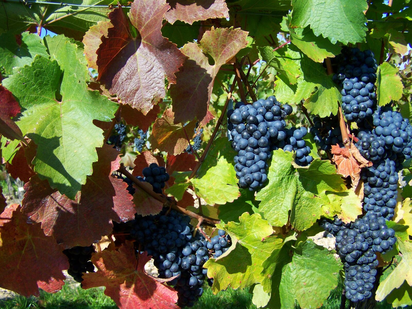 Kodak EASYSHARE ZD710 ZOOM DIGITAL CAMERA sample photo. Red grapes, autumn fruit photography