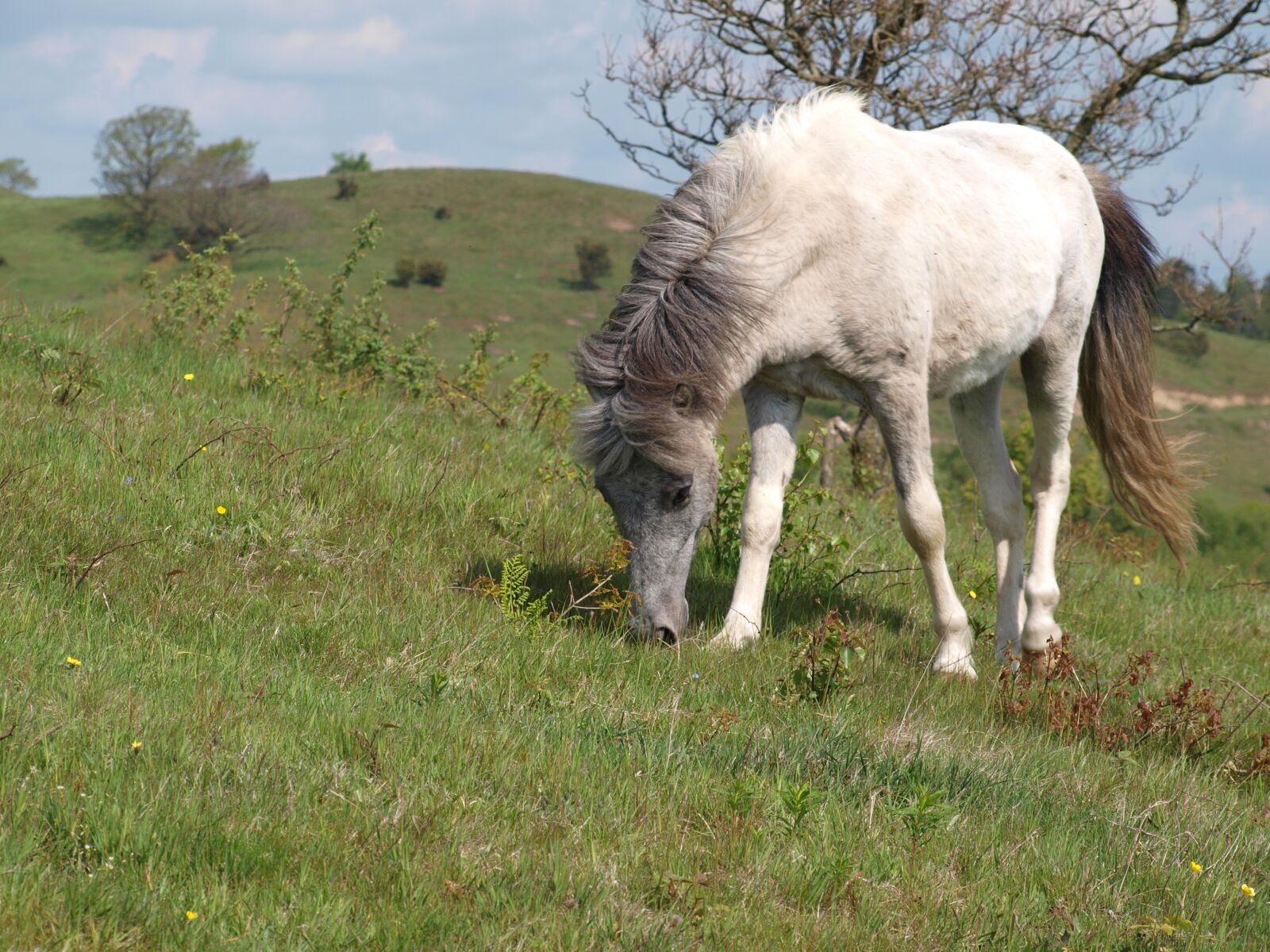 Olympus E-520 (EVOLT E-520) sample photo. Horse, mols, mountains photography