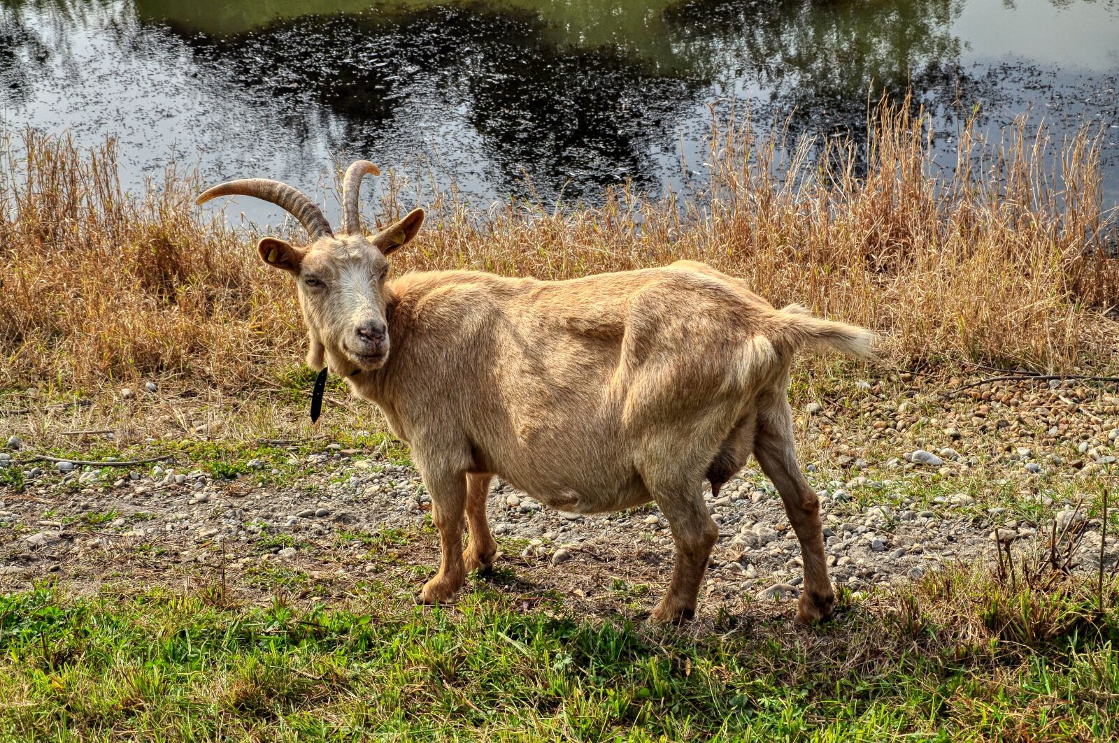 Nikon D5000 sample photo. Goat, horns, ungulate photography