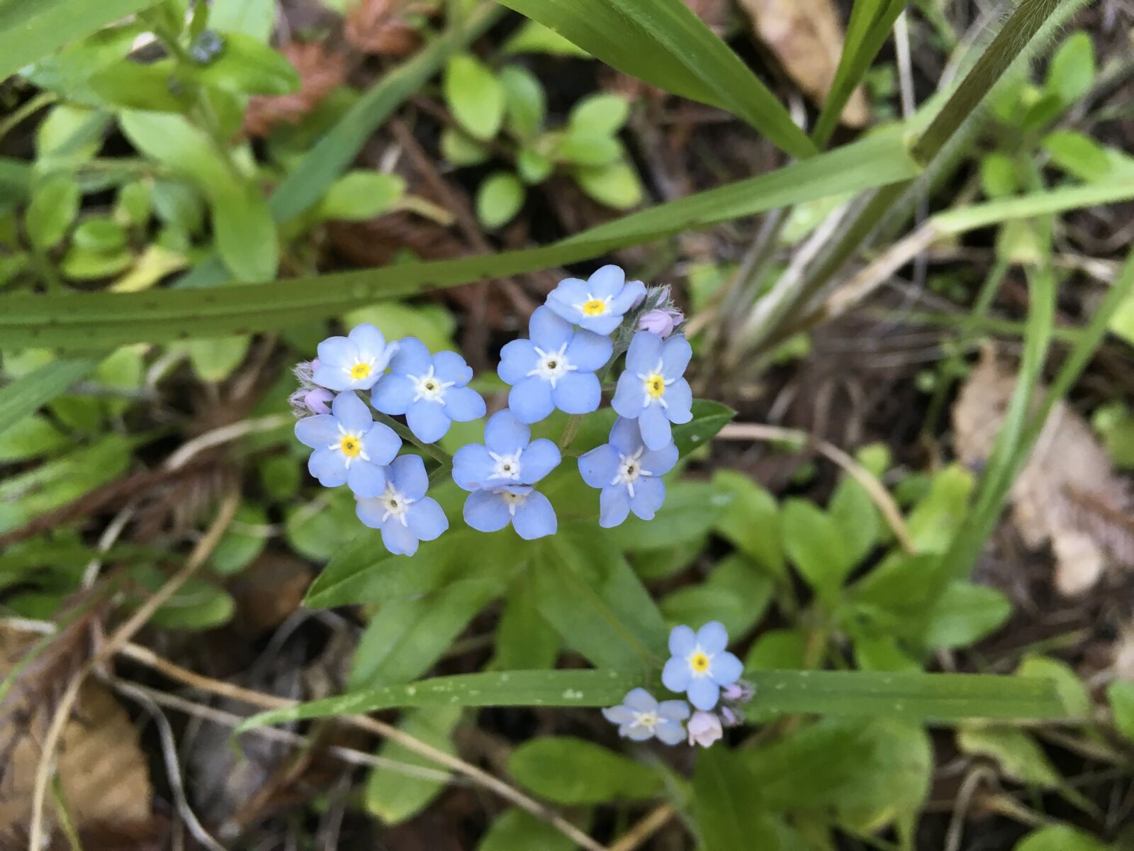 Apple iPad Pro sample photo. Forget-me-not, flowers, blu photography