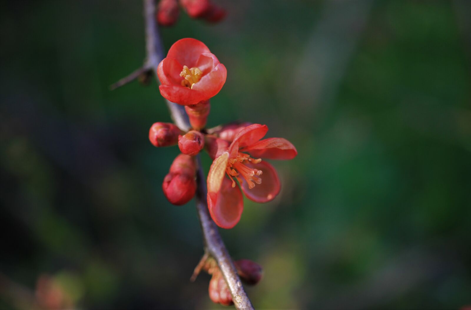Canon EOS 7D sample photo. Blossom, bloom, red photography