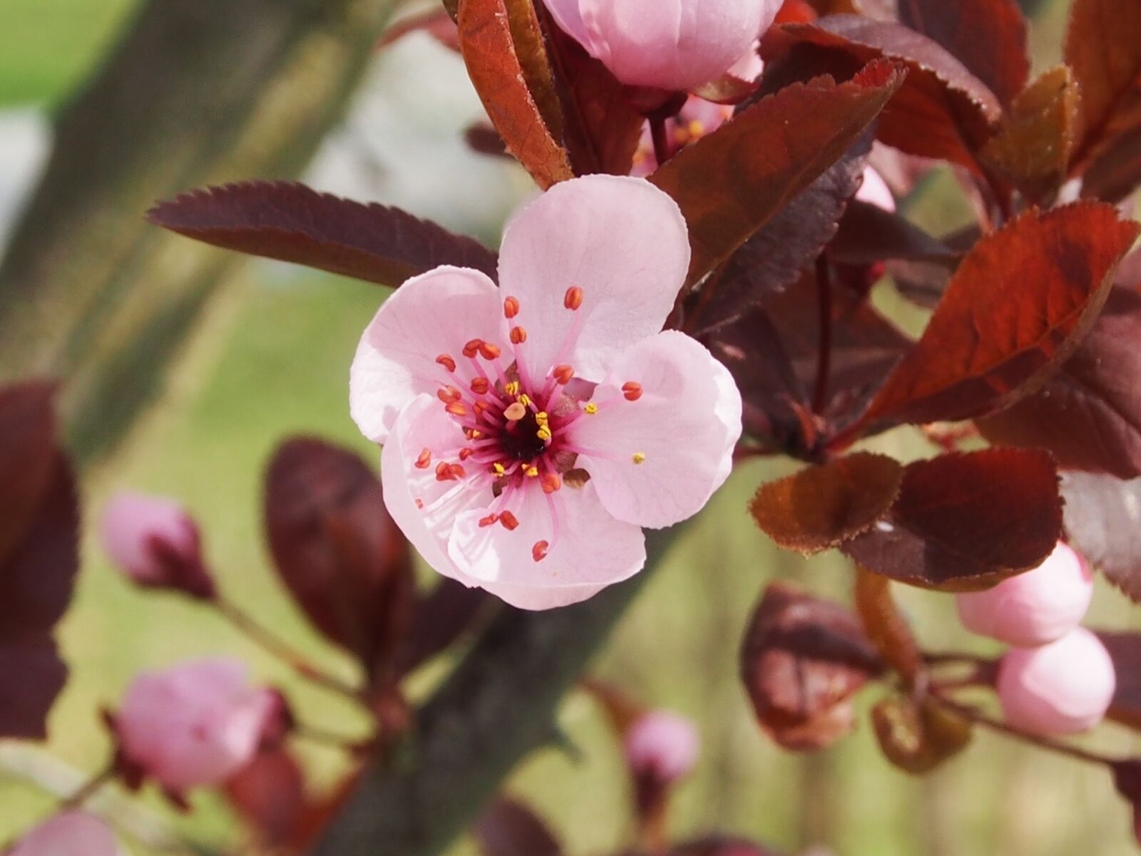 Olympus OM-D E-M5 sample photo. Japanese plum, spring, blossom photography