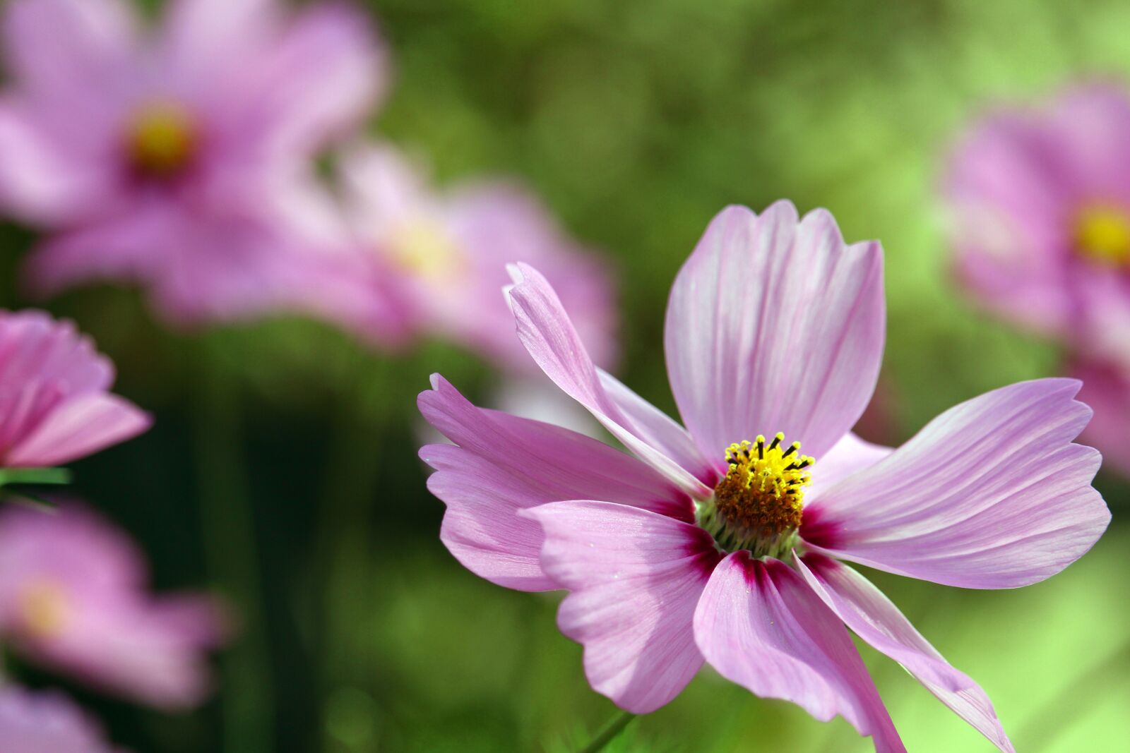 Canon EF-S 55-250mm F4-5.6 IS STM sample photo. Flowers, cosmos, cosmea photography
