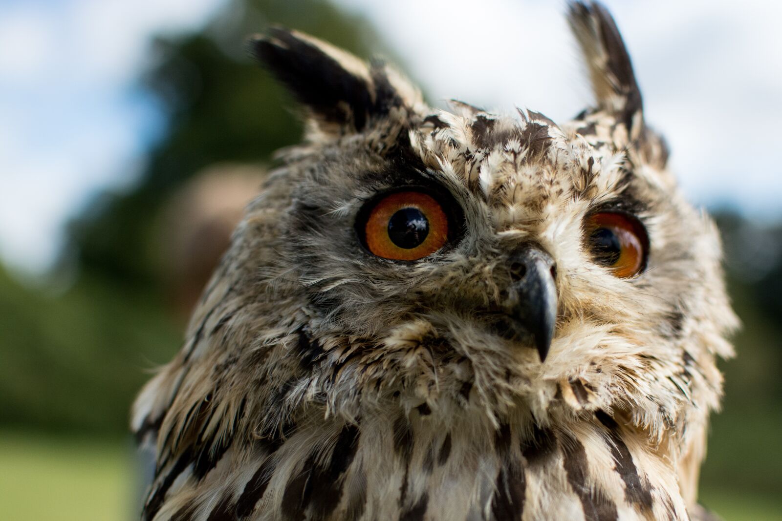 Nikon D7100 sample photo. Owl, hawking, bird photography
