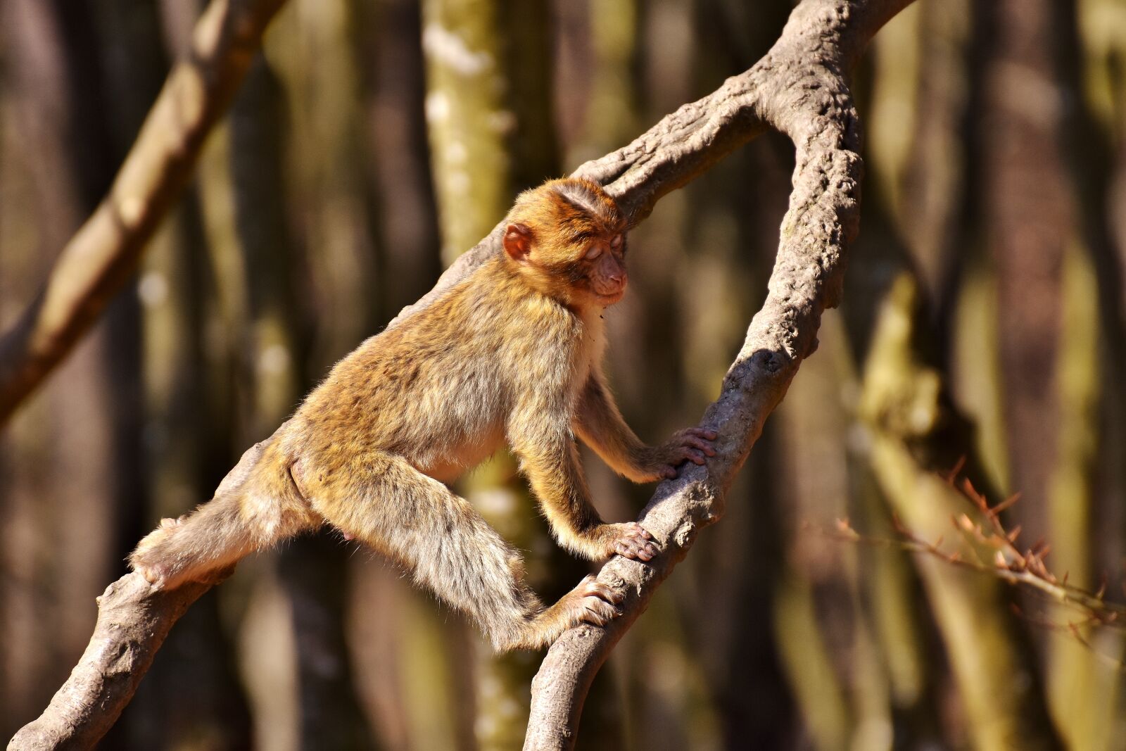 Nikon D7200 sample photo. Barbary ape, play, cute photography