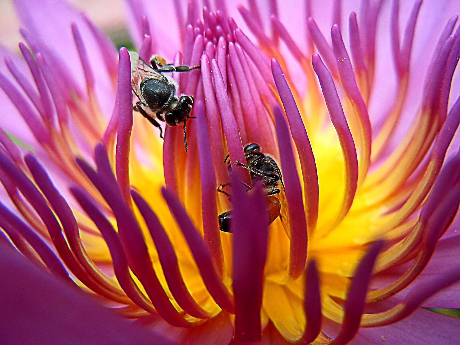 Nikon Coolpix S8000 sample photo. Bee, lotus, gregory sonbua photography