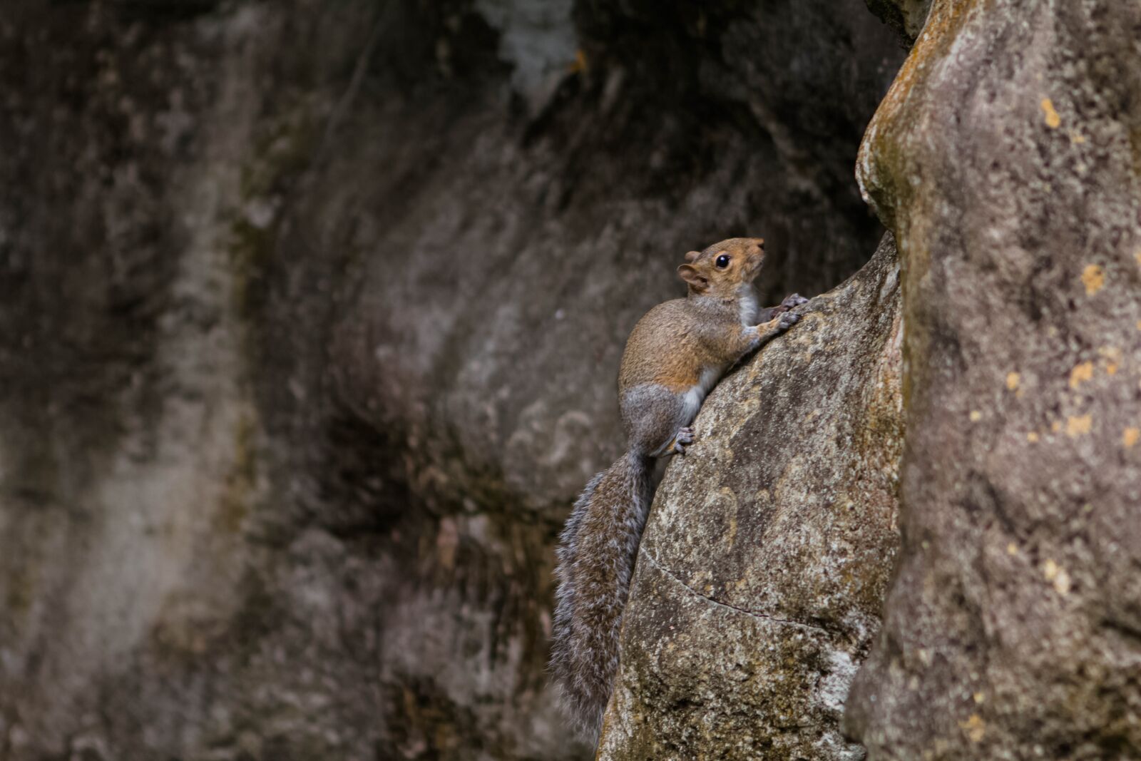 Canon EOS 60D + Canon EF 24-70mm F2.8L USM sample photo. Nature, wildlife, outdoors photography