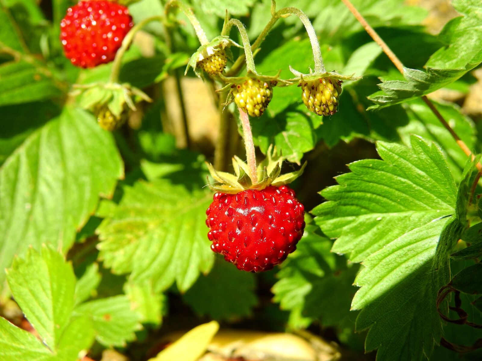 Nikon Coolpix P900 sample photo. Strawberry, wild strawberry, berry photography