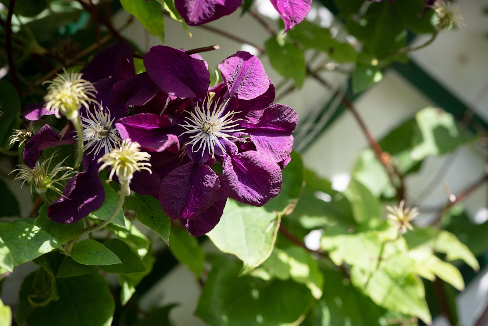 Nikon D750 sample photo. Clematis, purple, violet photography