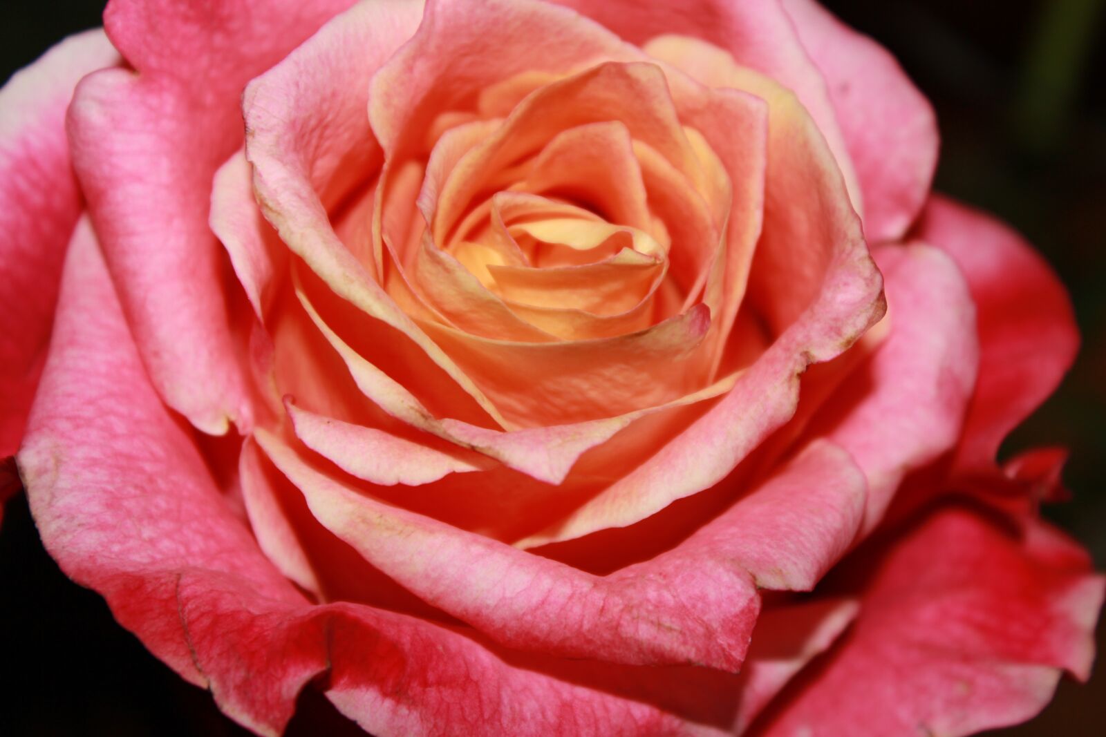 Canon EOS 600D (Rebel EOS T3i / EOS Kiss X5) sample photo. Rose, roses, rose bloom photography