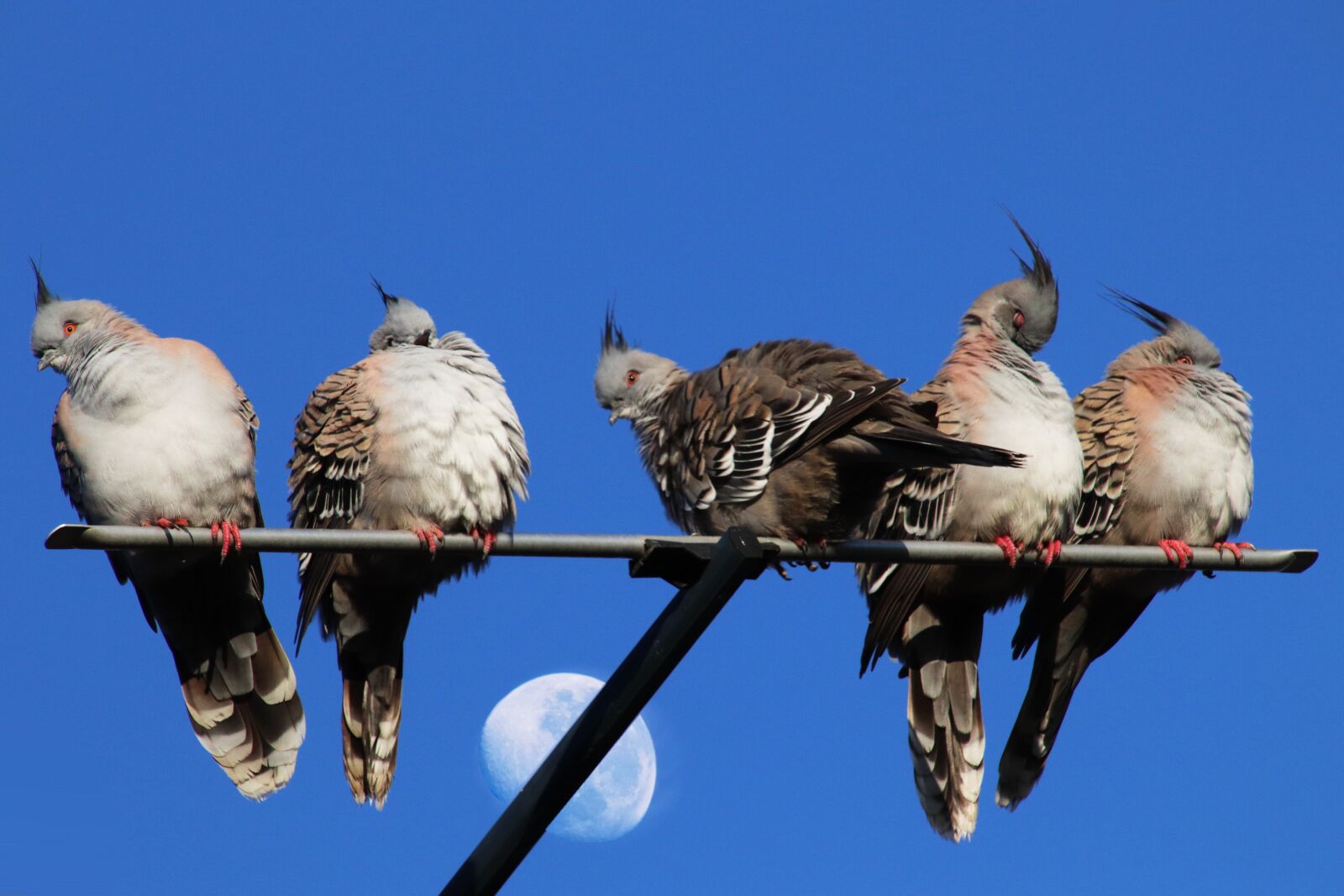 Canon EOS 800D (EOS Rebel T7i / EOS Kiss X9i) sample photo. Birds, pigeons, resting photography