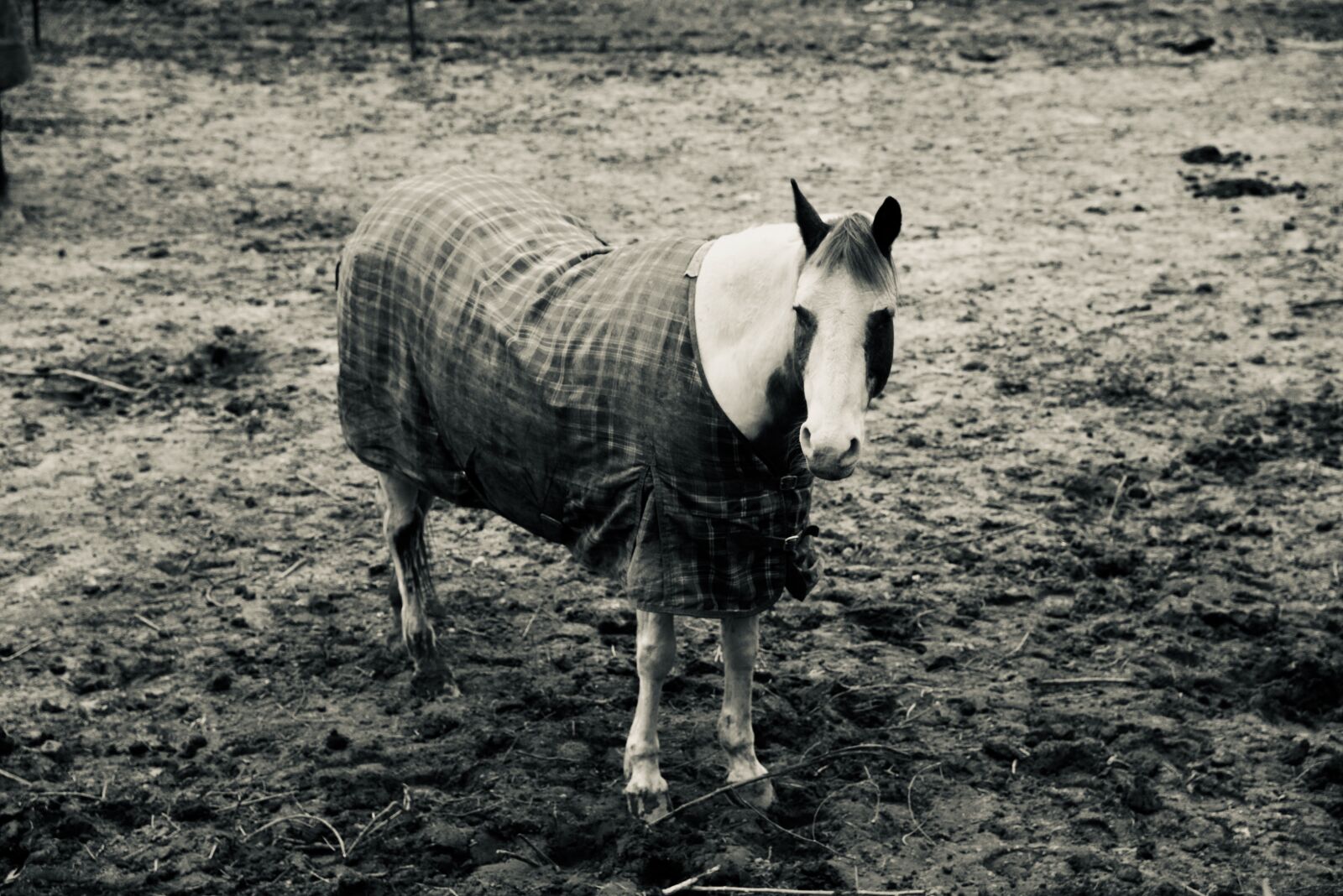 Nikon D750 sample photo. Lonely horse, horse black photography