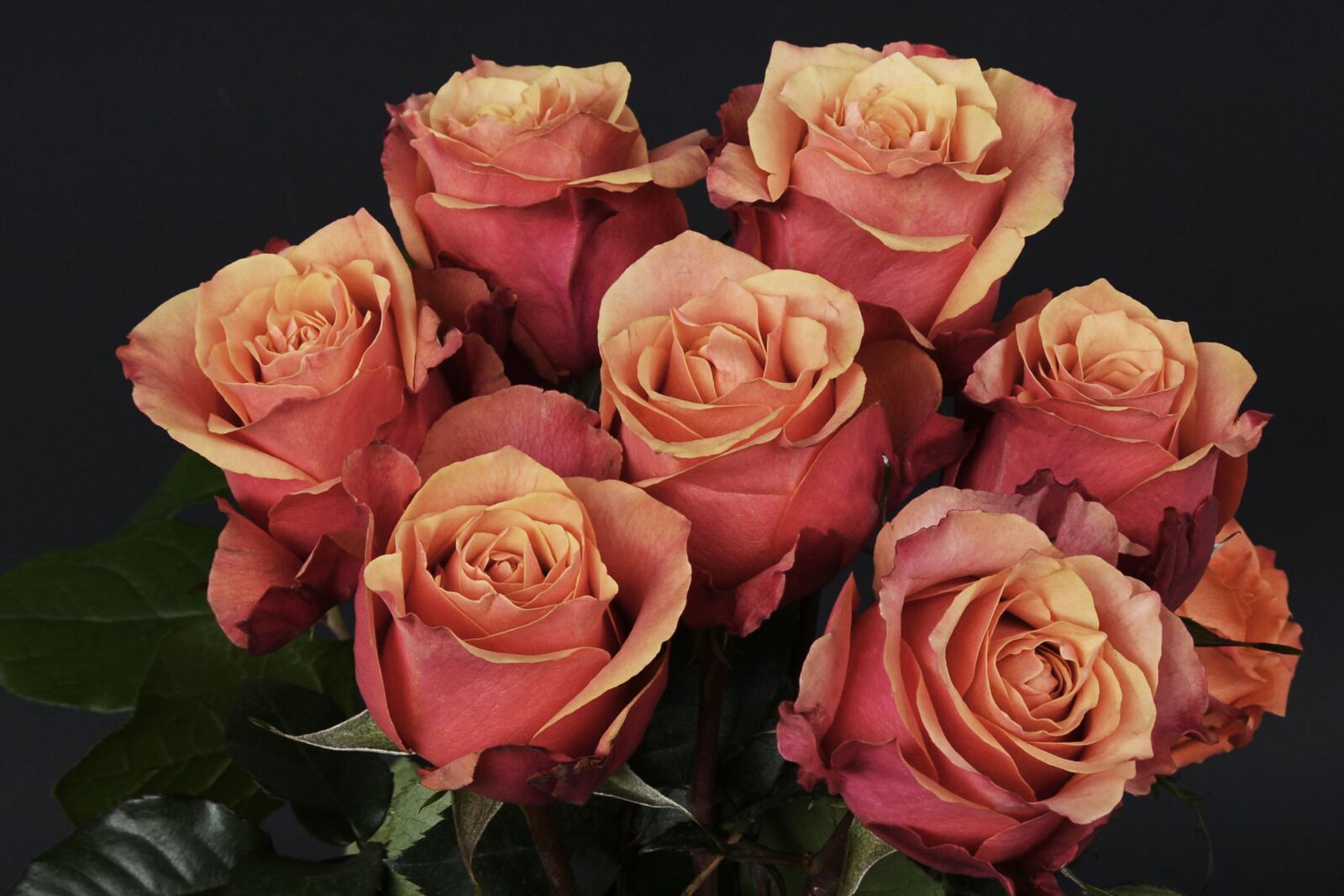 Nikon D7100 sample photo. Roses, flowers, rose flower photography