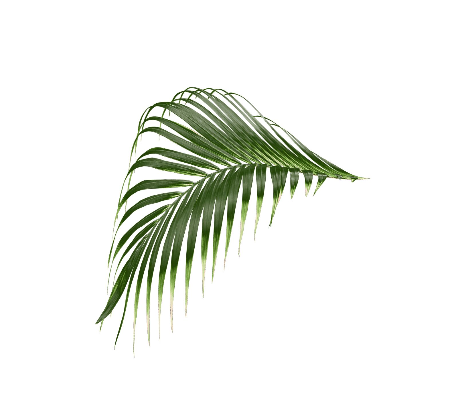 Canon EOS 700D (EOS Rebel T5i / EOS Kiss X7i) sample photo. Palm, leaf, tropical photography