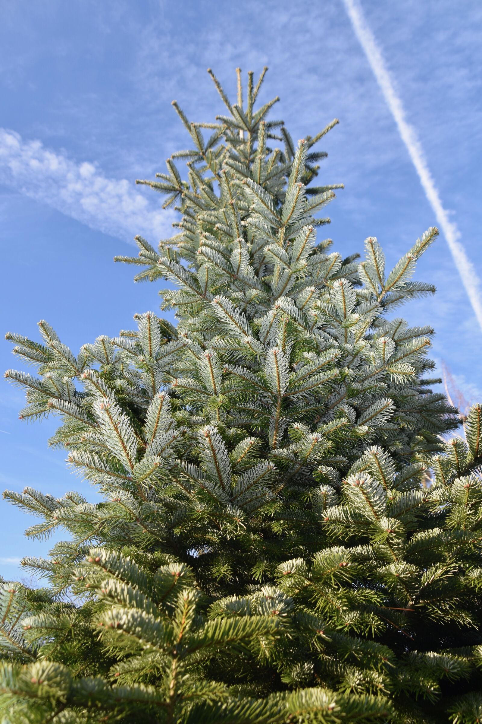 Nikon D5600 sample photo. Fir, conifer, christmas tree photography
