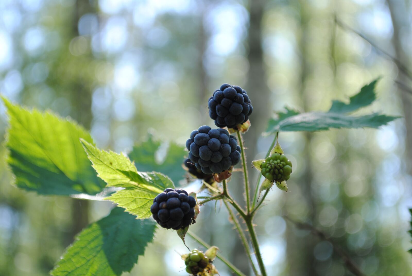 Nikon D3000 sample photo. Berry, blackberry, forest photography